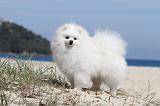 SPITZ ALLEMAND 174